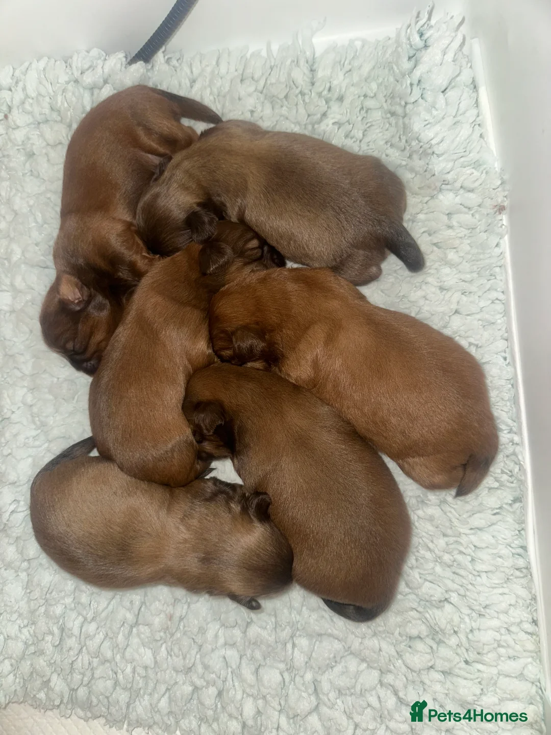 Shih Tzu dogs for sale: Stunning Karashishi Shih tzus - Advert 5