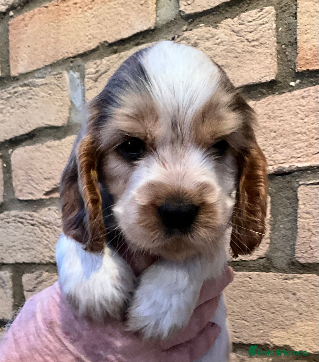 Cocker Spaniel dogs for sale: Stunning Litter of Show Cocker Spaniel Puppies  - Advert 18