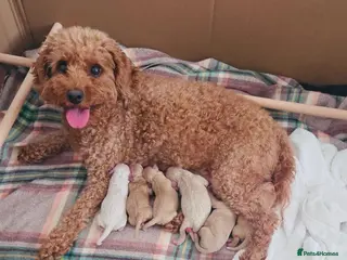 Cavapoochon dogs READY TO RESERVE - CAVAPOOCHON LITTER - Advert 2