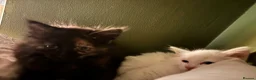 Norwegian Forest Cat cats for sale: I saved the best girl for last!  - Advert 6