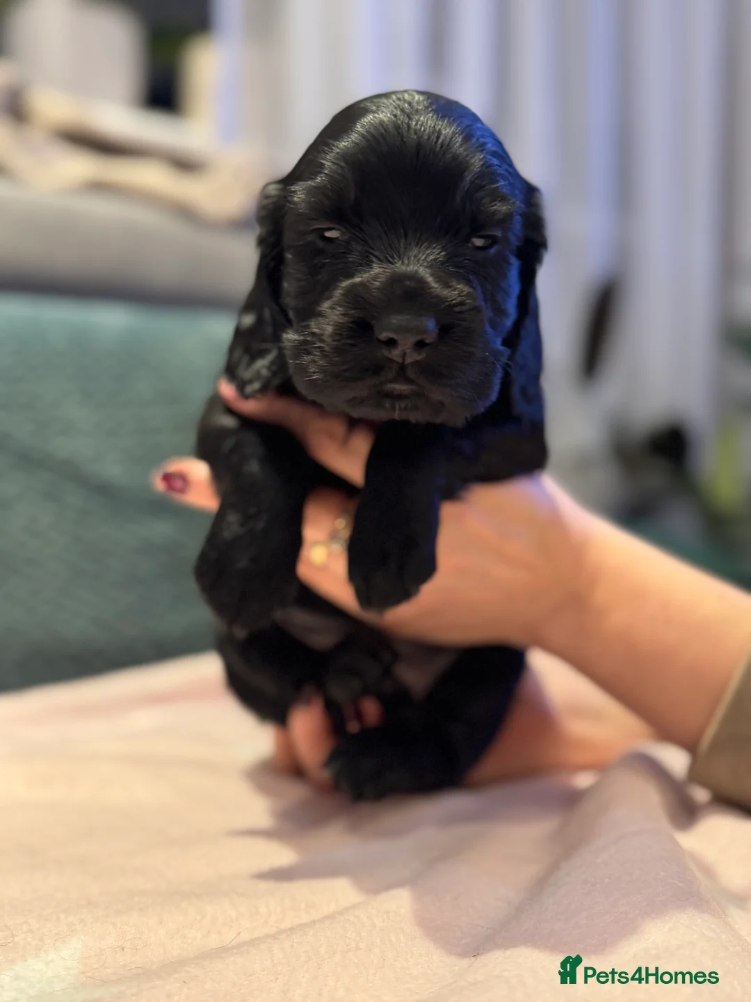 Cocker Spaniel dogs for sale: Adorable cocker spaniel puppies - Advert 39