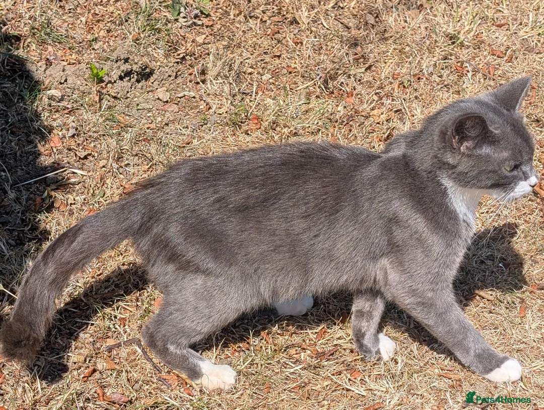 Mixed Breed cats for sale: Seven Shorthaired Kittens – Girls & Boys in Lutterworth - Advert 8