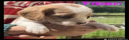 Beaglier dogs for sale: Beautiful Beaglier Bundles 🌸 - Advert 30