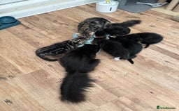 Maine Coon cats for sale: 8 weeks old 4 male 1 female ready to go new homes  - Image 17