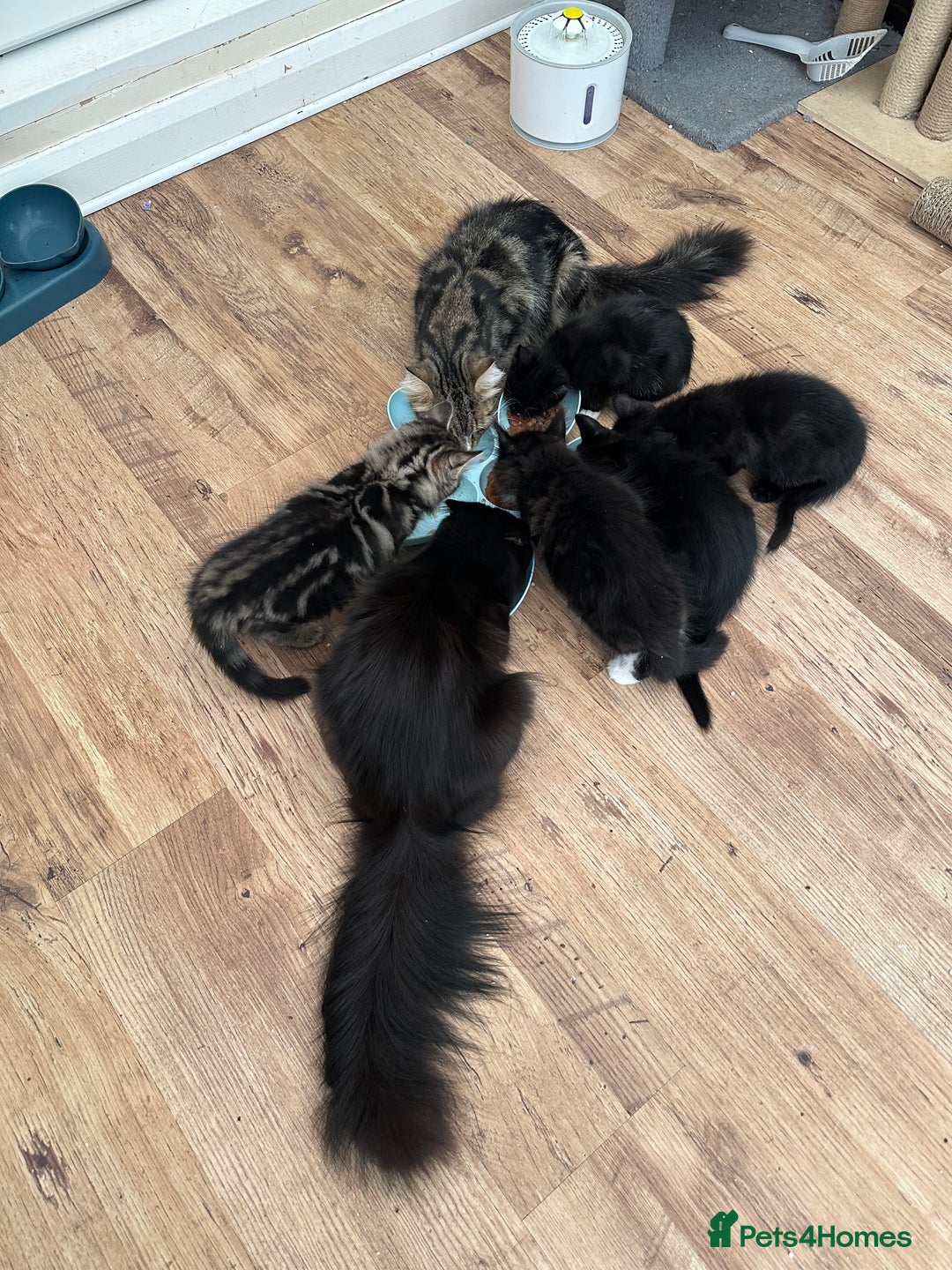 Maine Coon cats for sale: 8 weeks old 4 male 1 female ready to go new homes  - Image 17