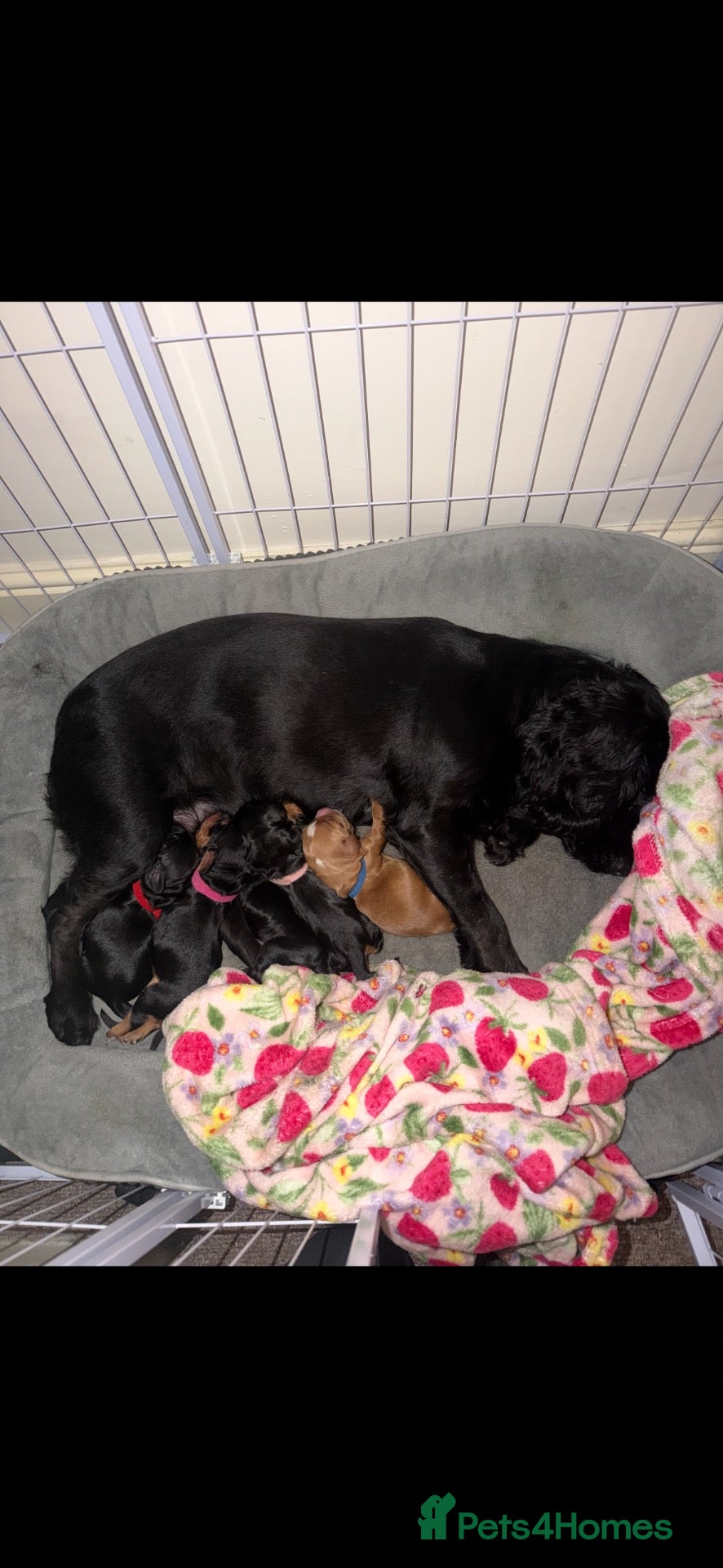 Cocker Spaniel dogs 🩷Beautiful Cocker Spaniels🩷 - Advert 20