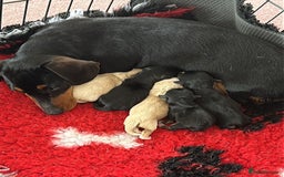 Mixed Breed dogs for sale: Dachshund X mini Jack Russell - Image 6
