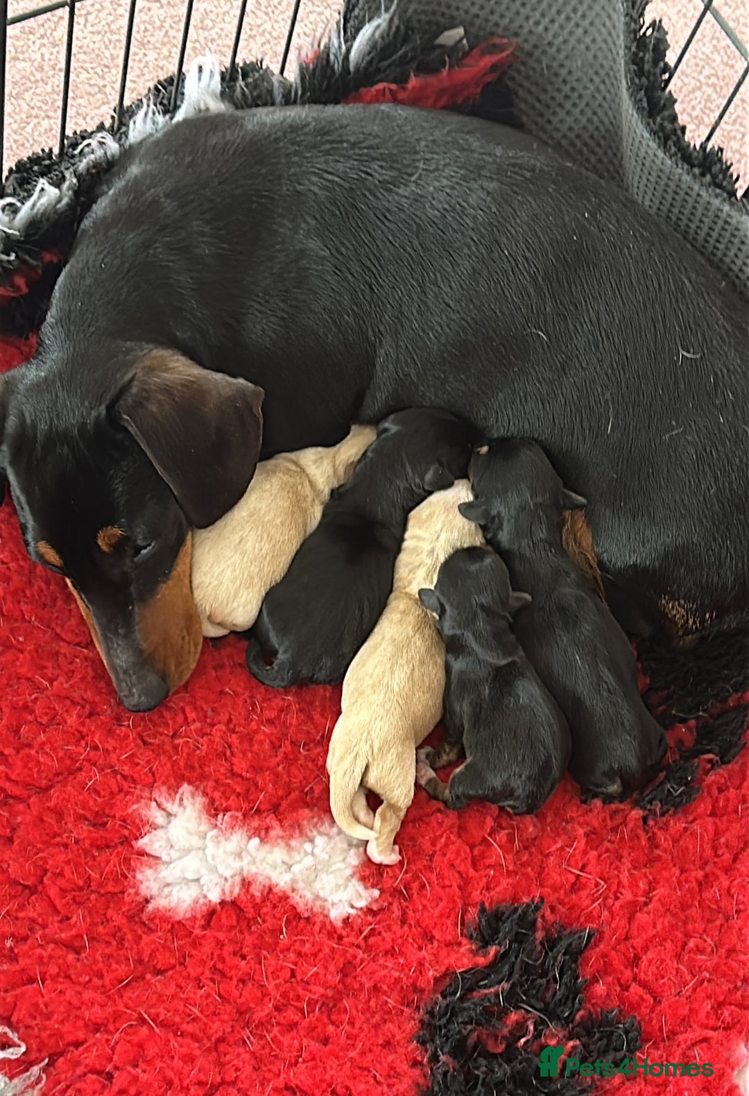 Mixed Breed dogs for sale: Dachshund X mini Jack Russell - Image 6