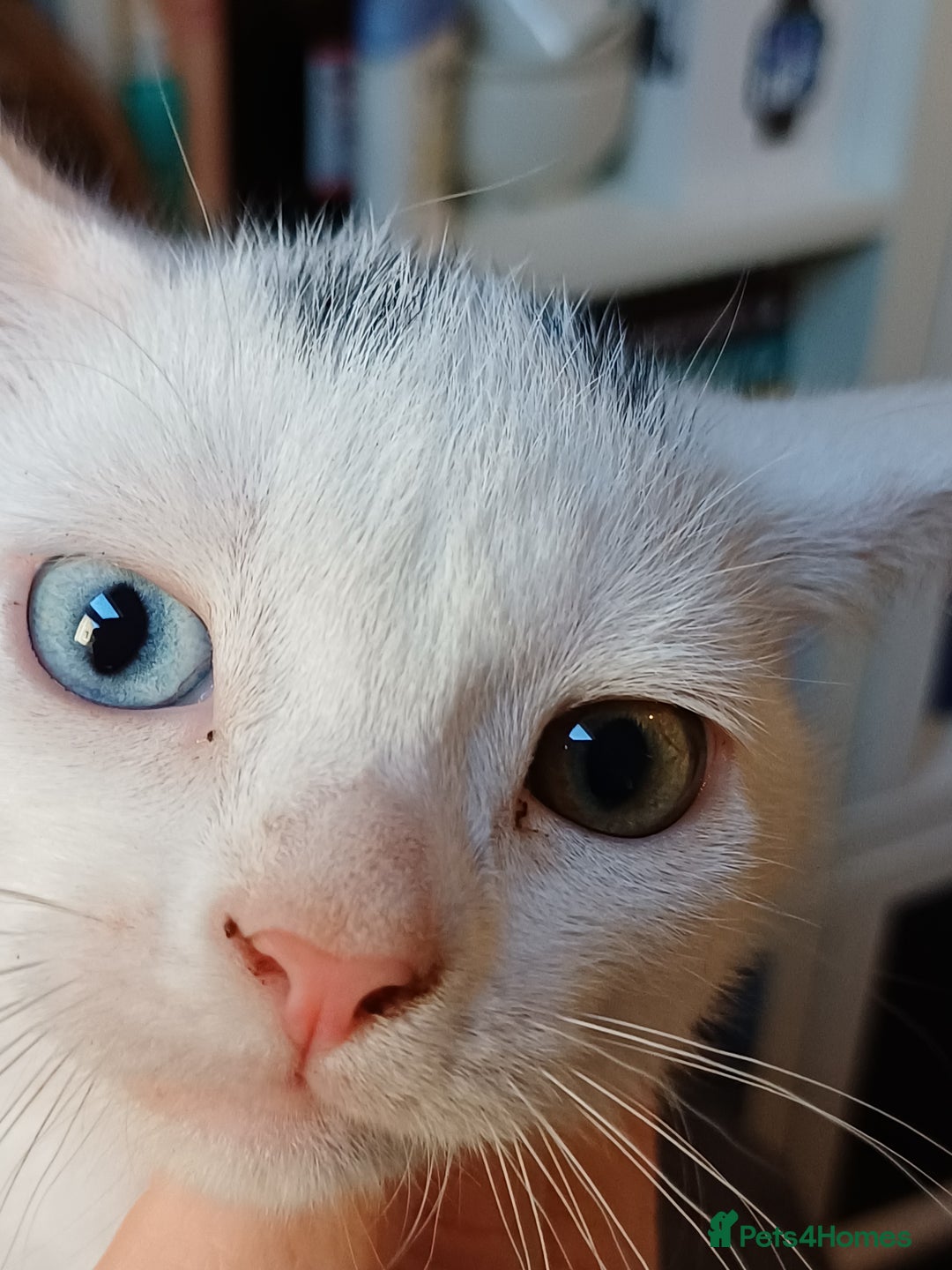 Turkish Angora cats for sale: Mr.Oleksii - Image 5