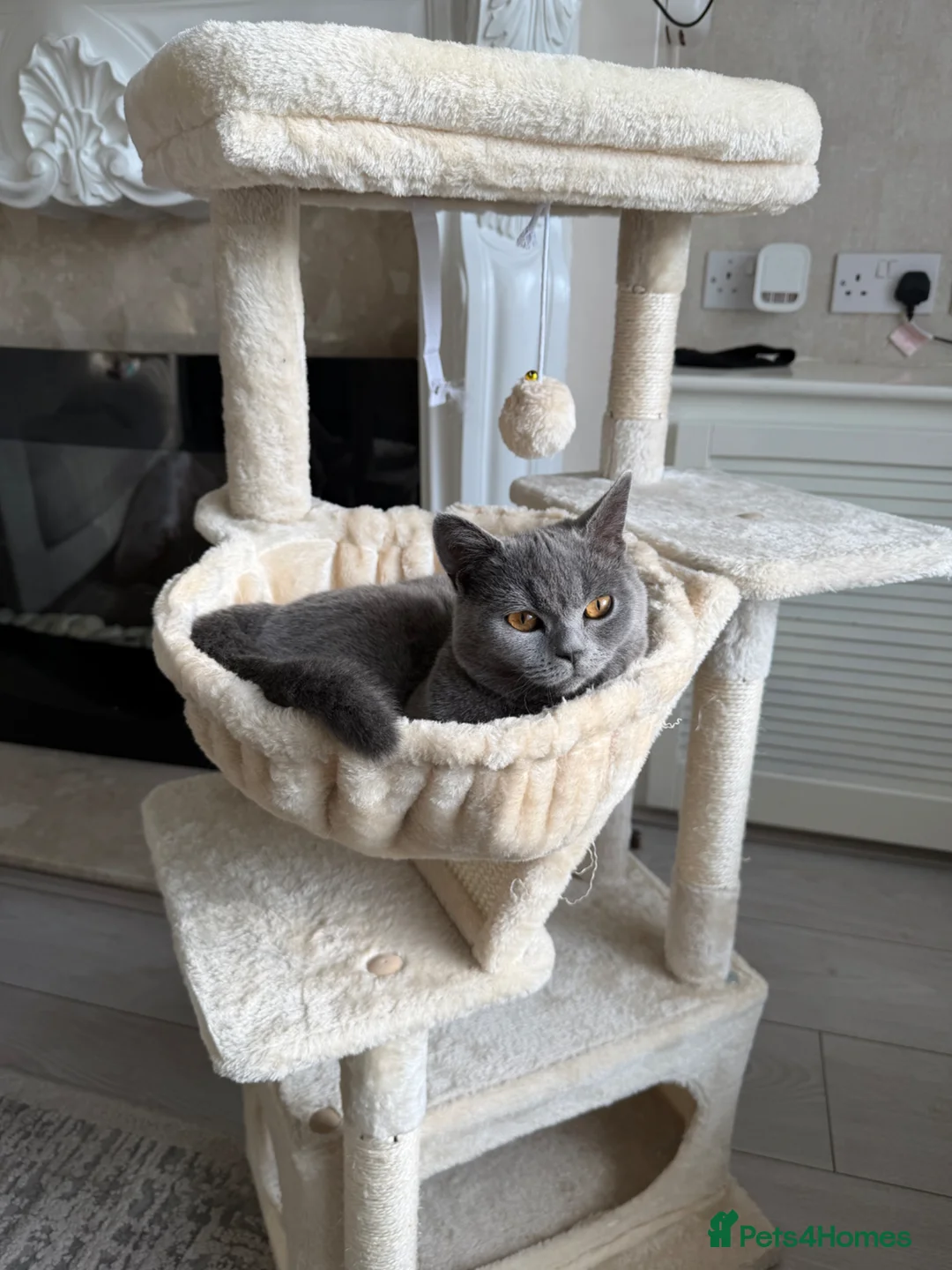 British Shorthair cats for sale: British shorthair  - Advert 7