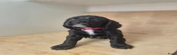 Cocker Spaniel dogs for sale: 🐾 8 Beautiful Working Cocker Spaniel Puppies 🐾 - Advert 10