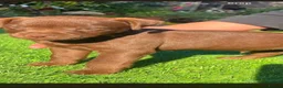 Patterdale Terrier dogs for sale: 2 beautiful patterdale puppies  - Advert 3