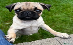 Pug dogs for sale: FAWN PUG PUPPY GIRL - Image 7