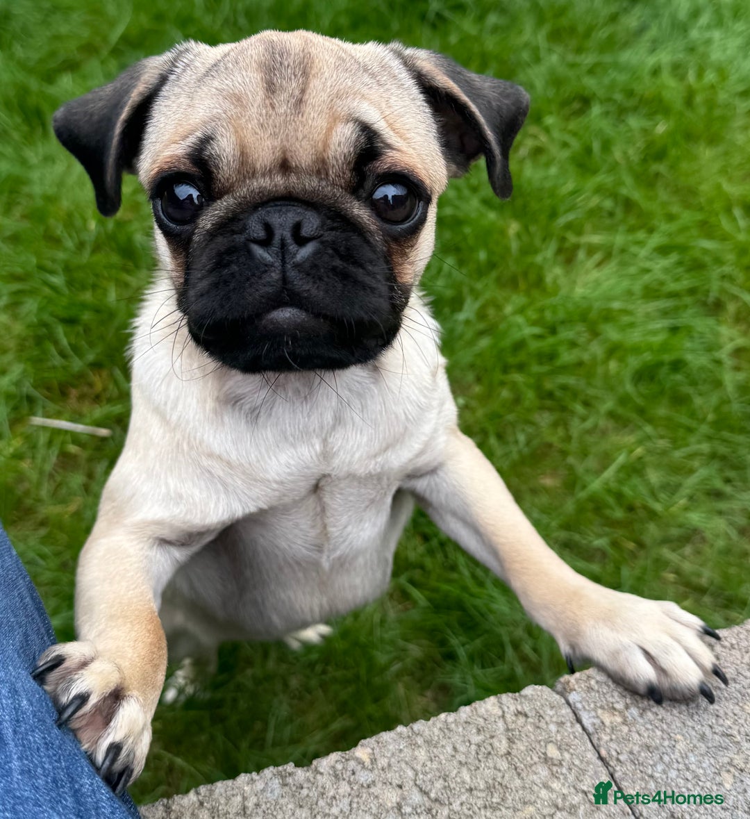 Pug dogs for sale: FAWN PUG PUPPY GIRL - Image 7