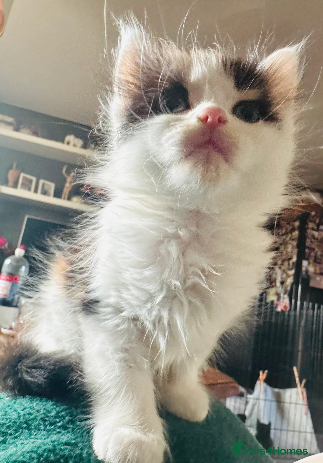 Mixed Breed cats for sale: Beautiful Maine Coon mix domestic cat kittens ❤️ - Advert 14