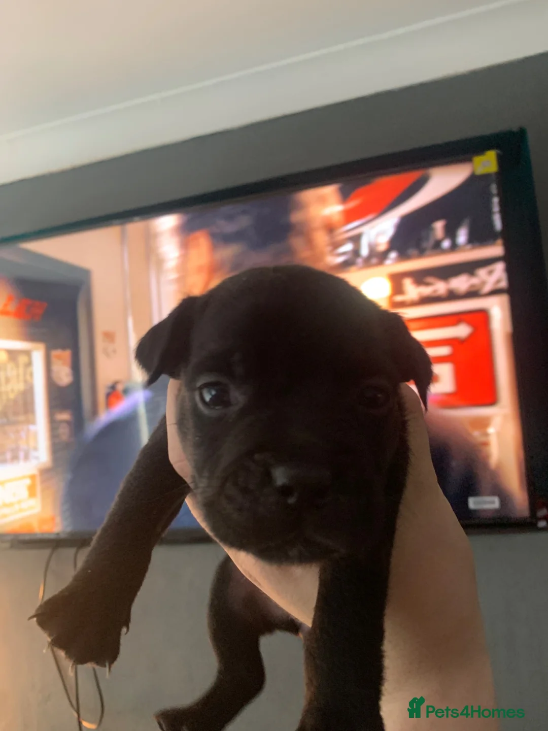 Mixed Breed dogs for sale: Stafford x French bulldog  - Advert 2