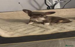 Chihuahua dogs for sale: Ready now ***Lilac girls - Image 23
