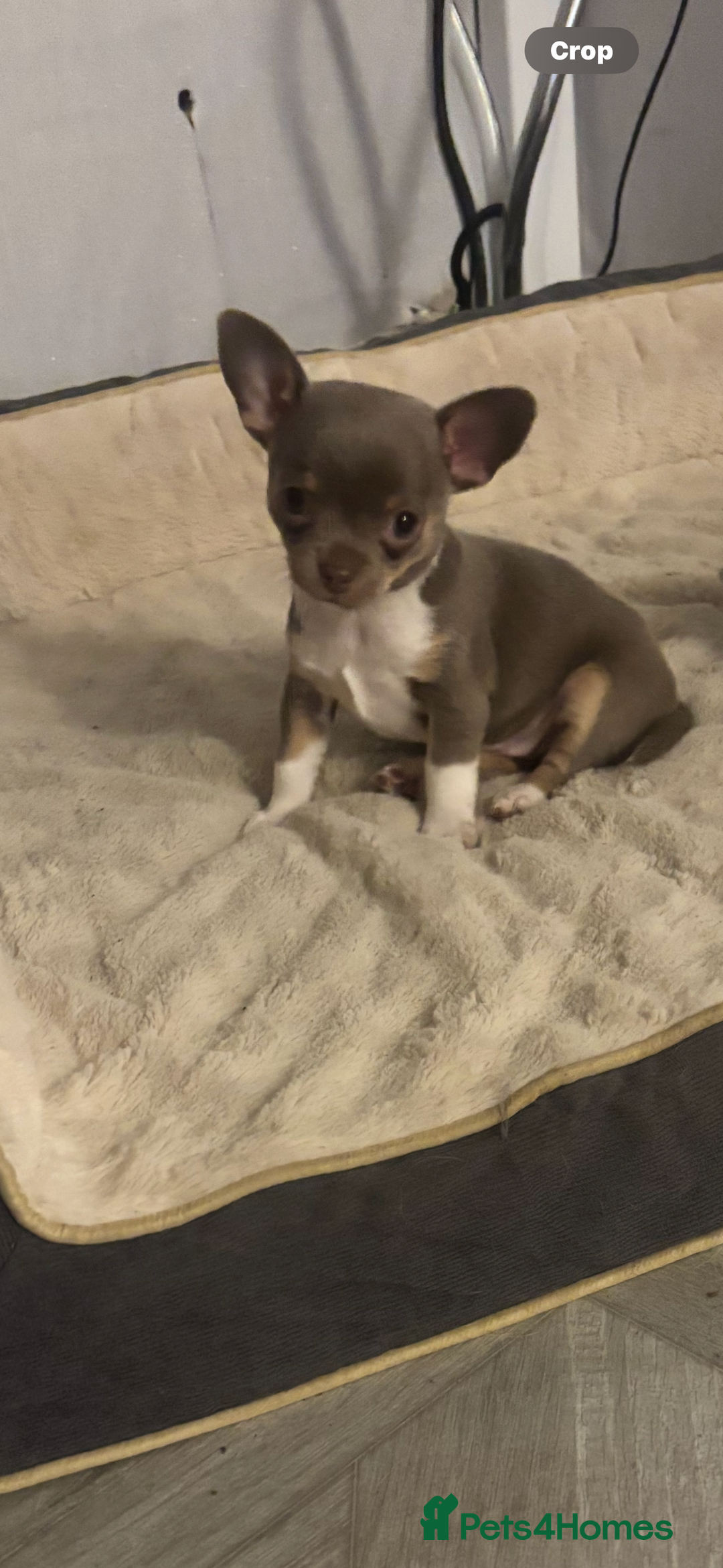 Chihuahua dogs for sale: Ready now ***Lilac girls - Image 23