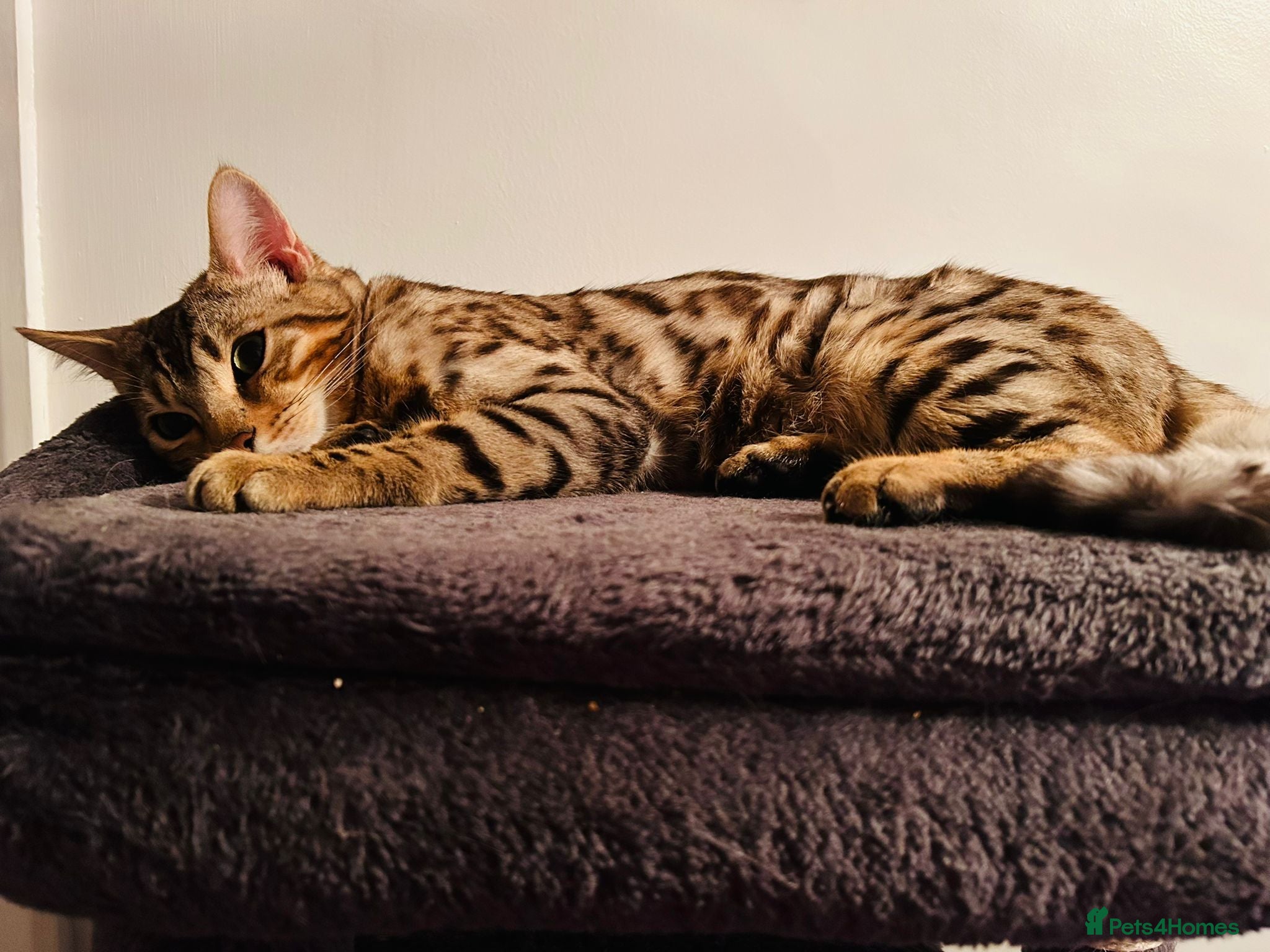 Bengal cats for stud: ✨ Proven Pure Bengal Stud Available ✨ - Advert 1