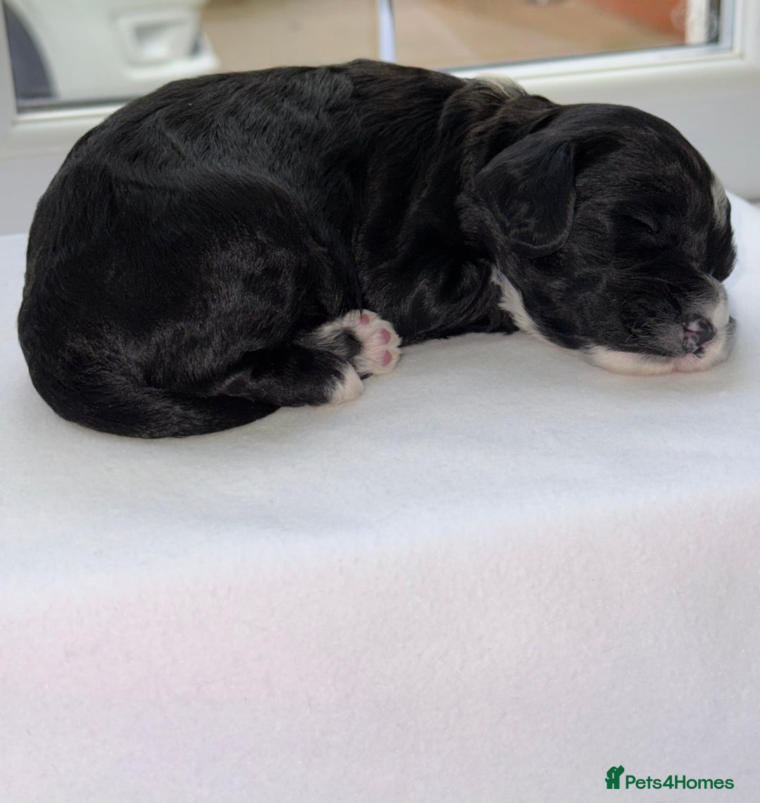 Cockapoo dogs for sale: F1 COCKAPOO PUPS - Advert 3