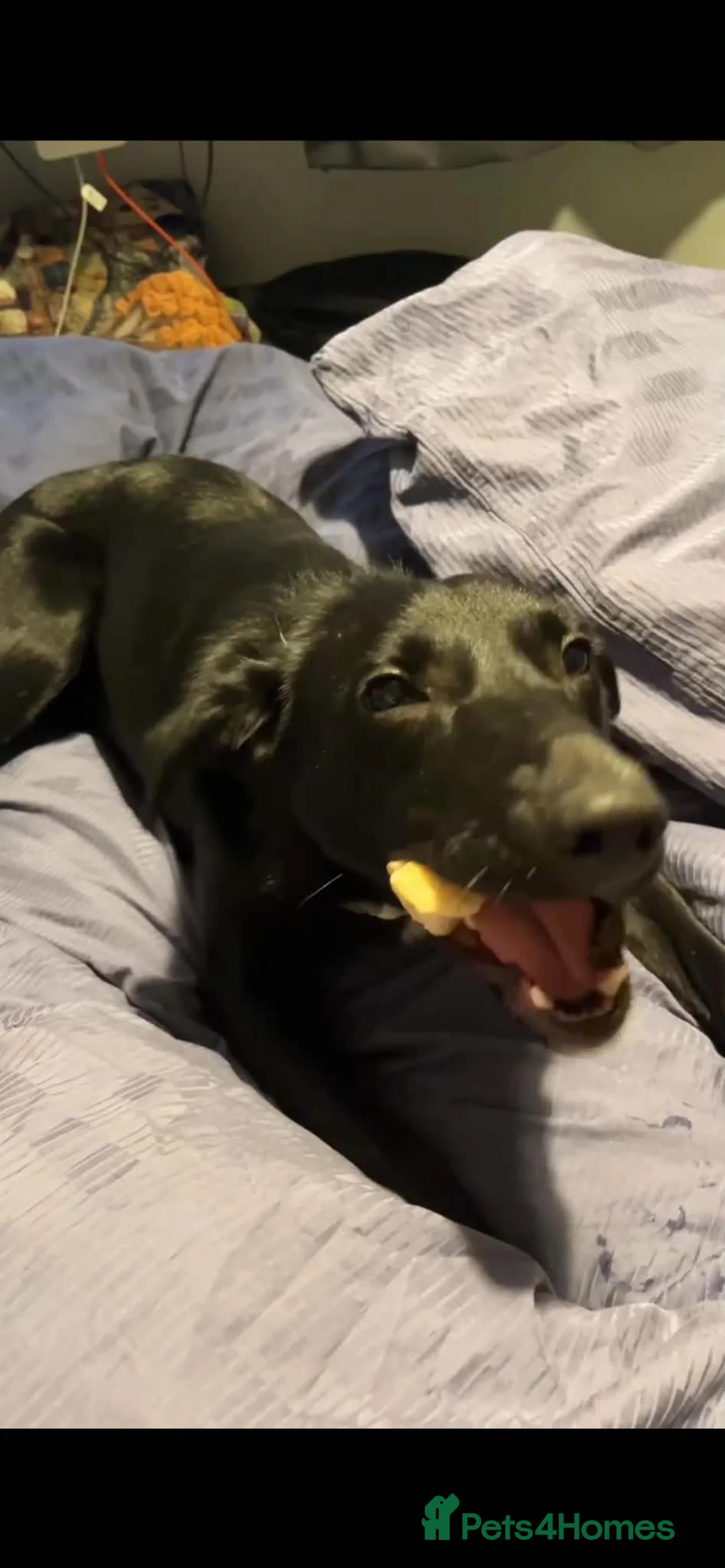 Mixed Breed dogs for sale: 10 month old puppy looking for new home.  in Launceston - Advert 2