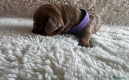 Dachshund dogs for sale: Dachshund puppies for sale - Image 2