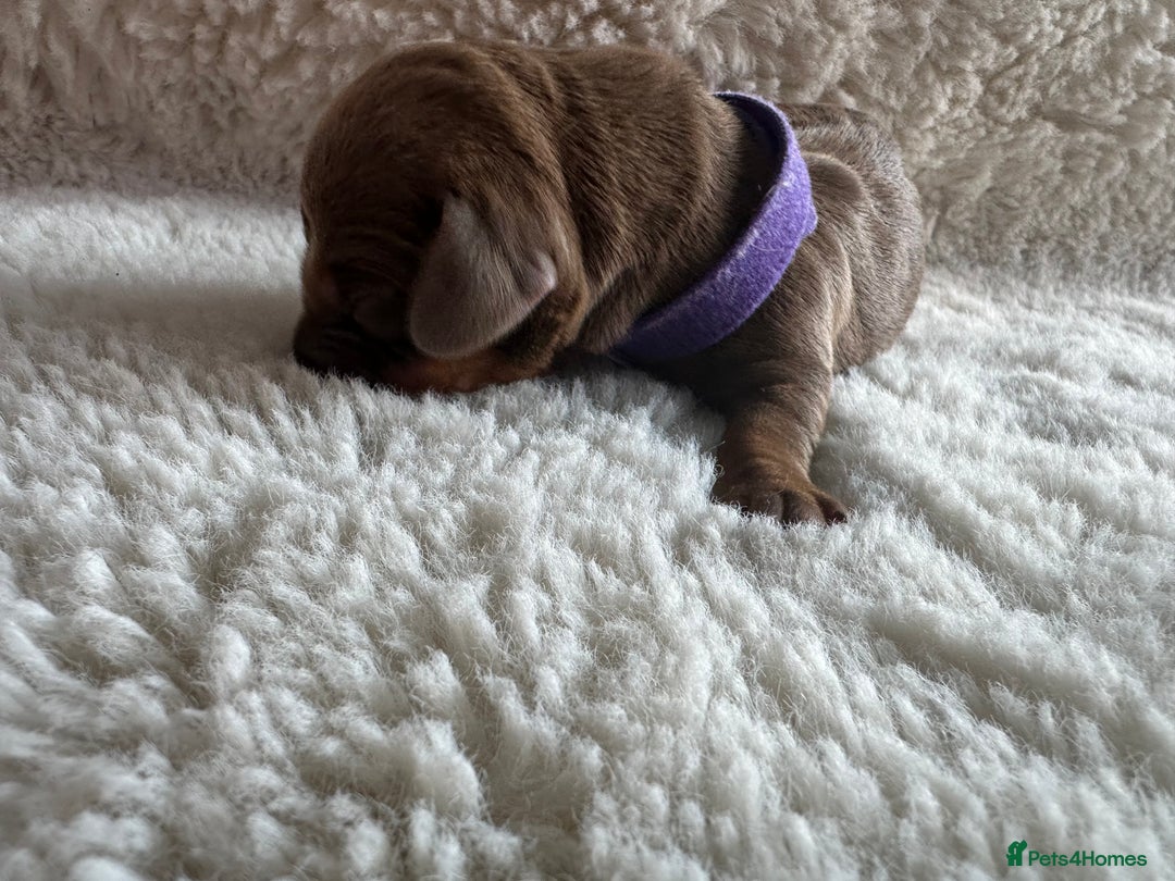 Dachshund dogs for sale: Dachshund puppies for sale - Image 2