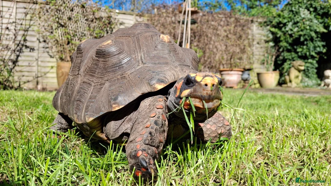 Tortoise reptiles for sale: 61yr old Redfoot in Aylesbury - Advert 1