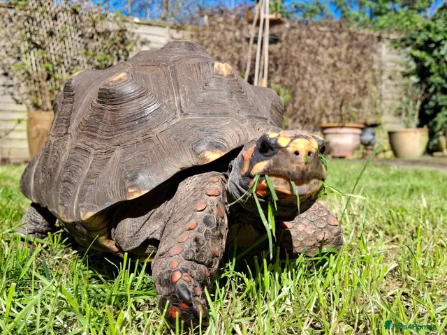 Tortoise reptiles for sale: 61yr old Redfoot - Advert 1