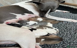 Italian Greyhound dogs for sale: 7/8 Italian Greyhound, 1/8 Whippet Puppies Due - Image 5
