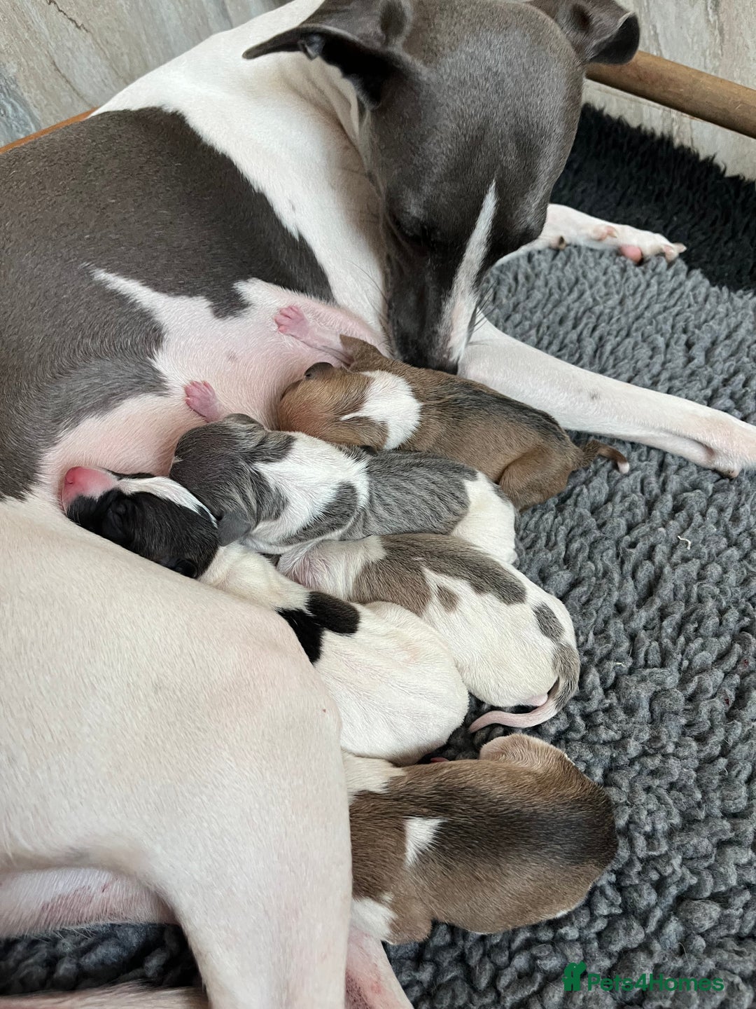 Italian Greyhound dogs for sale: 7/8 Italian Greyhound, 1/8 Whippet Puppies Due - Image 5