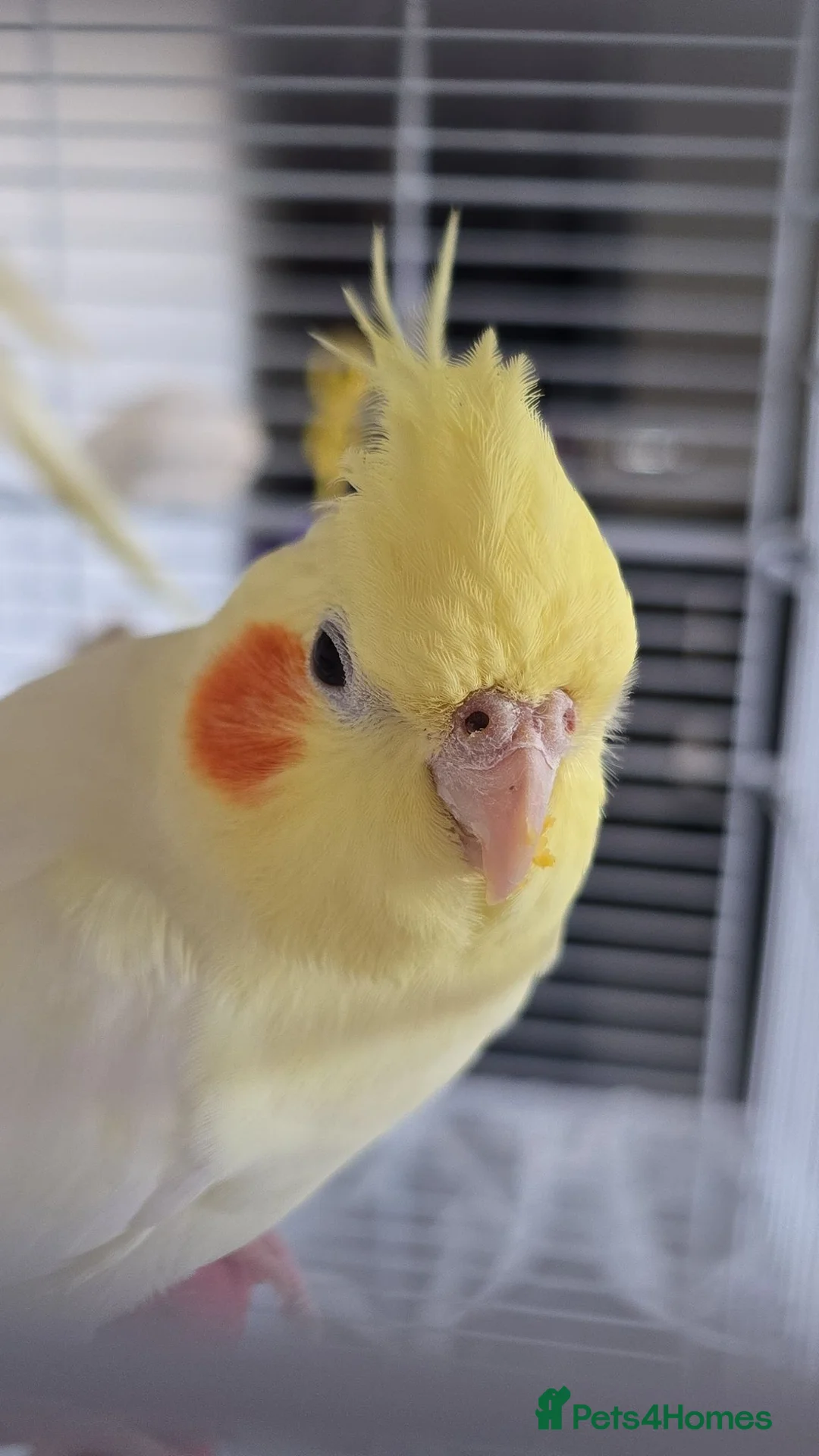Cockatiels birds for sale: cockatiel and cage - Advert 1