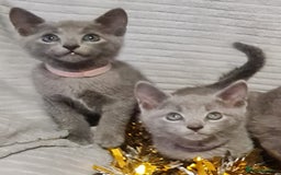 Russian Blue cats for sale: Stunning Russian Blue kittens-pure Pedigree - Image 6