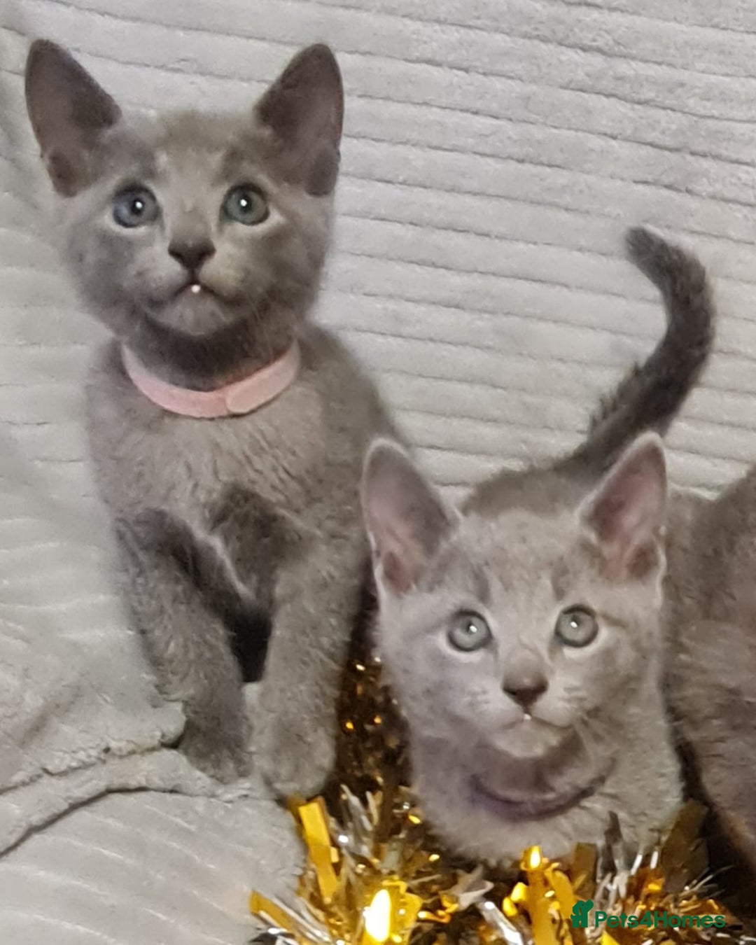Russian Blue cats for sale: Stunning Russian Blue kittens-pure Pedigree - Image 6