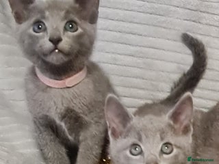 Russian Blue cats Stunning Russian Blue kittens-pure Pedigree - Advert 2