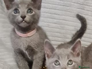 Russian Blue cats Stunning Russian Blue kittens-pure Pedigree - Advert 1