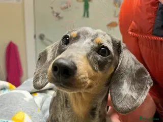 Miniature Dachshund dogs Blue dapple gorgeous girl - Advert 1