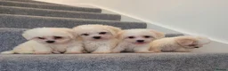 Maltipoo dogs for sale: Korean Maltipoo F1b puppies  - Advert 2