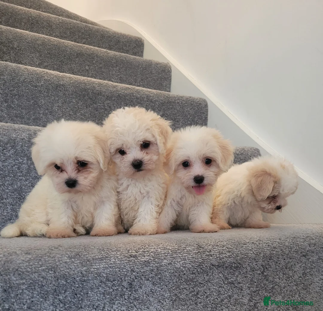 Maltipoo dogs for sale: Korean Maltipoo F1b puppies  - Advert 2