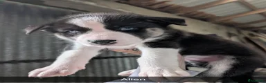 Alien