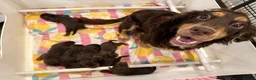 Cocker Spaniel dogs for sale: Kc Reg Brown/Tan And TriColour Working Cocker Pups - Advert 3