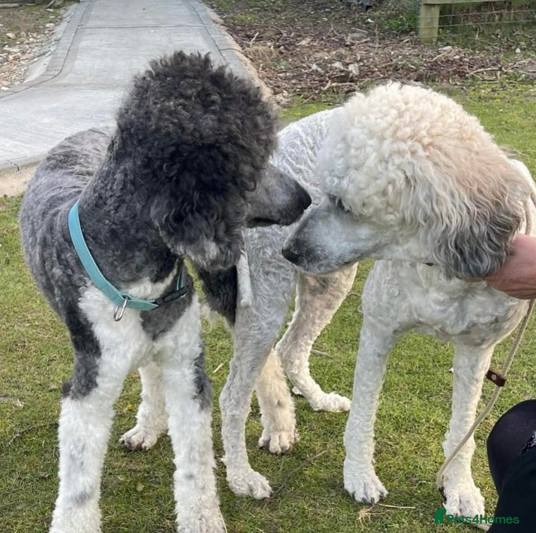 Saint Bernard dogs for sale: St Berdoodle (Saint Bernard standard Poodle) - Image 25