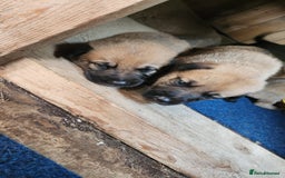 Belgian Shepherd Dog dogs for sale: Belgian malinois  - Image 4