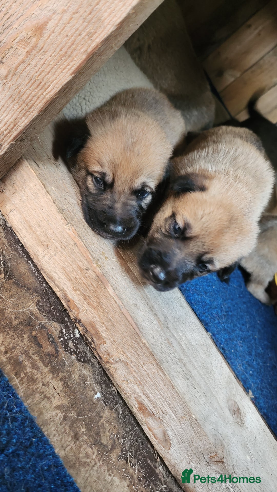 Belgian Shepherd Dog dogs for sale: Belgian malinois  - Image 4