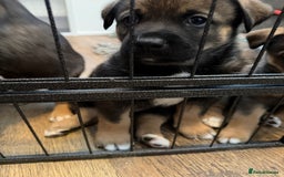 Mixed Breed dogs for sale: HuskyGerman/Rotweiler mixed breed puppies for sale - Advert 13