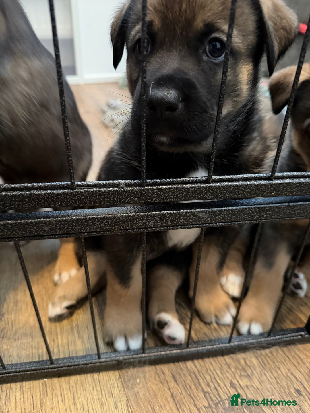 Mixed Breed dogs for sale: HuskyGerman/Rotweiler mixed breed puppies for sale - Advert 13