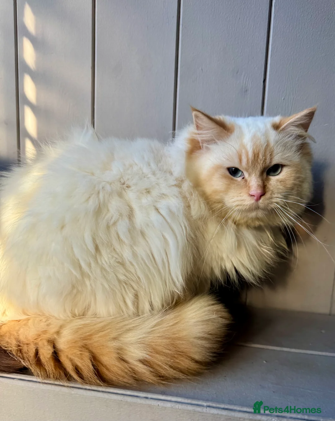 Ragdoll cats for stud: Flame point Ragdoll for stud - Advert 3