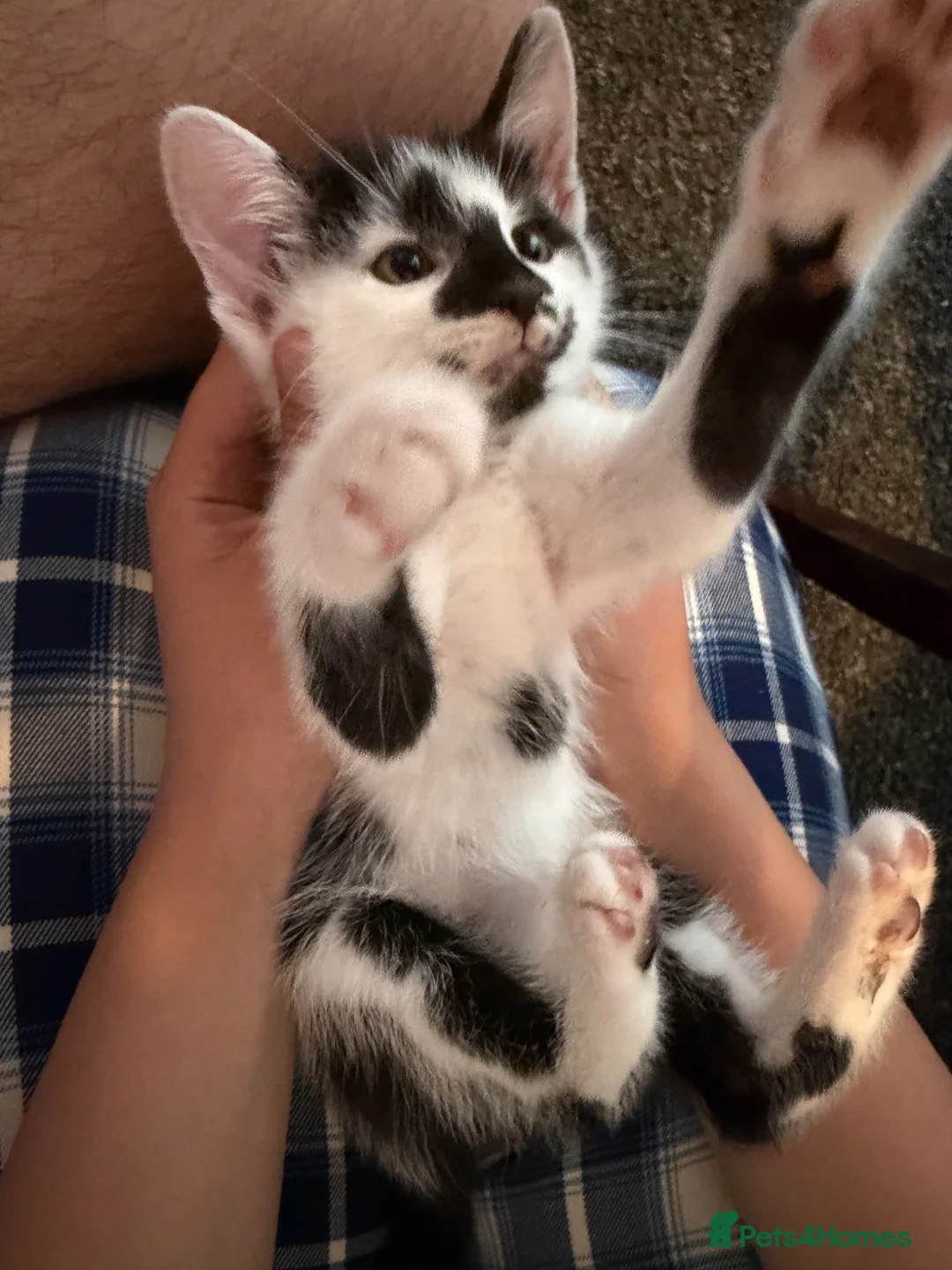Domestic Shorthair cats for sale: Beautiful kittens looking for their homes!  - Advert 5