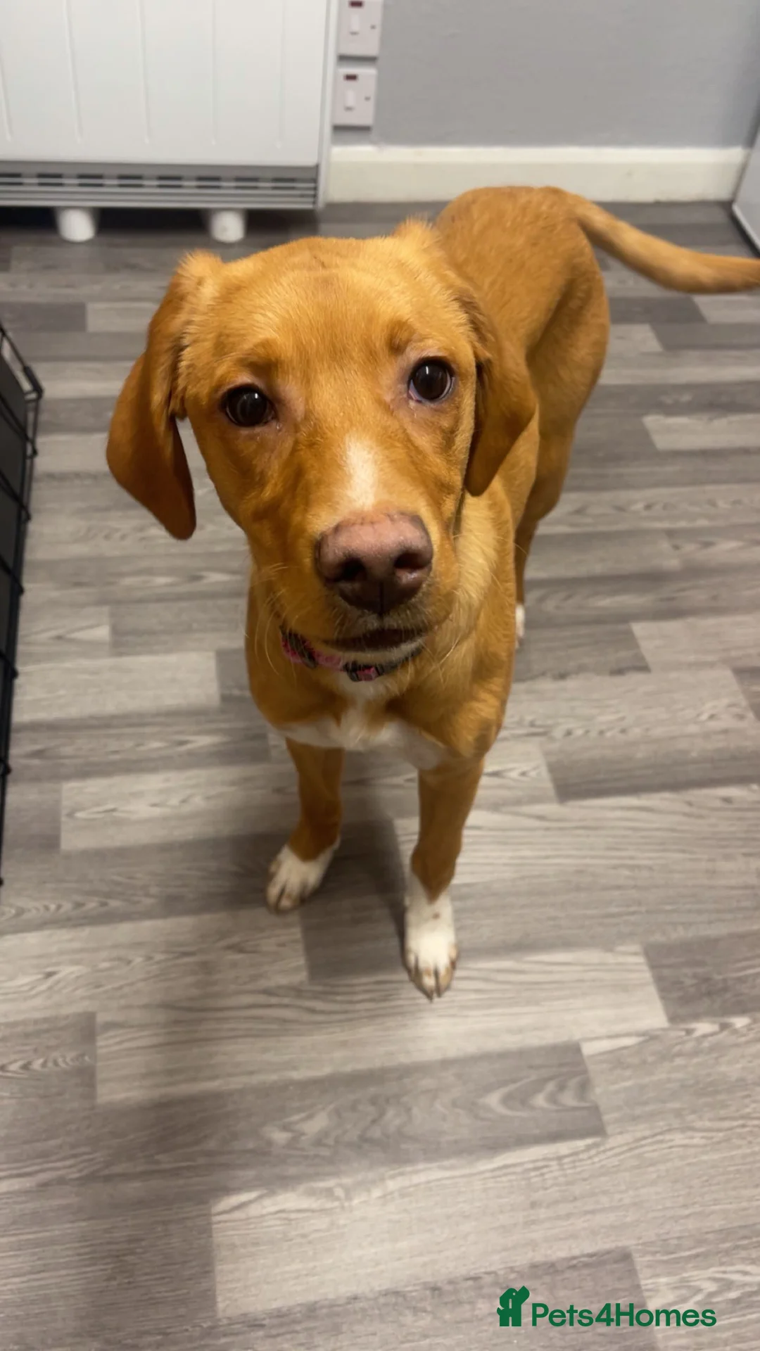 Mixed Breed dogs for sale: fox red lab crossed with pointer in Perth - Advert 2
