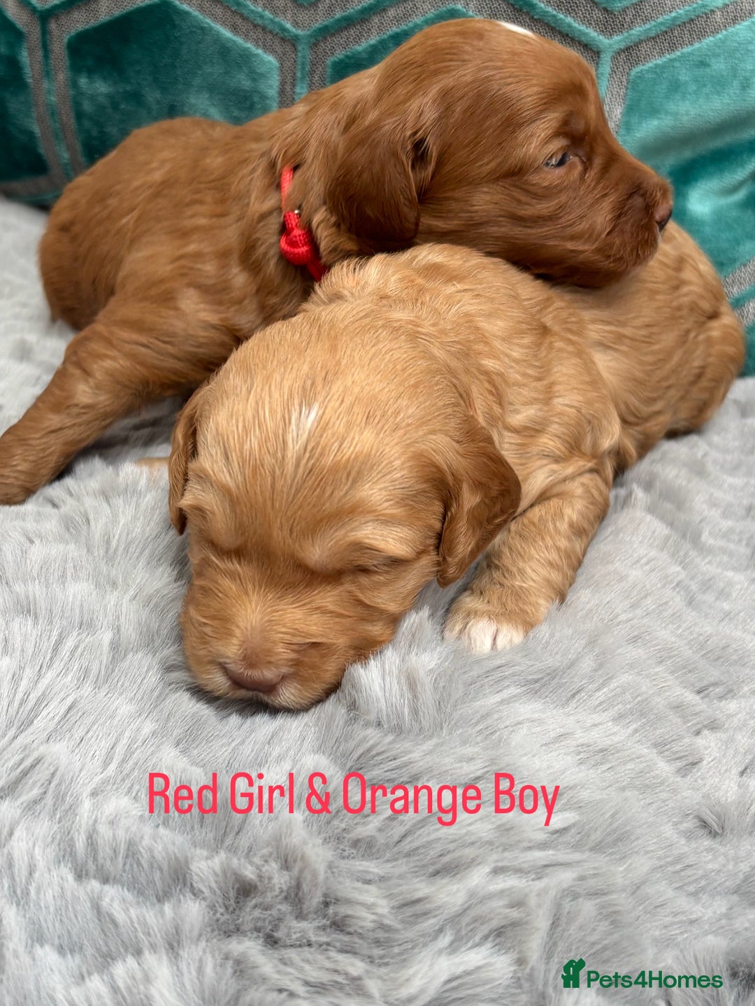 Australian Labradoodle dogs for sale: Pure Australian Labradoodle Puppies ready 30/09/25 - Image 19